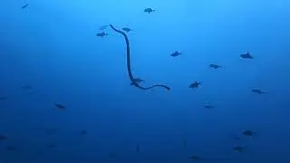My first time diving in Verde Island