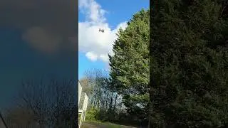 RC car in top of 60ft tree