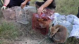 Guardie WWF Lombardia.Liberazione volpi nel Parco del Ticino