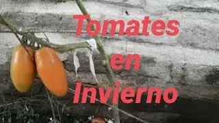 Como podar y madurar los tomates en invierno (lo que nadie te muestra) y algunos consejos mas.
