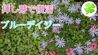 挿し芽で復活　ブルーデイジー