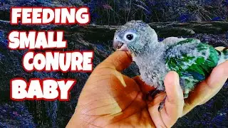 Conure baby | Hand feeding |  Green cheek  pineapple conure 😍🥰