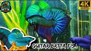 BETTA Smaragdina Guitar fish & BETTA GUITAR and Grown betta fish |Guitar|&trade;@Bettafishcambo