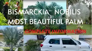 Bismarckia Nobilis | How to grow Bismarckia Palm | Bismarck Palm Care | Most Beautiful Palm History