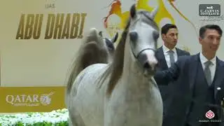 GCAT Abu Dhabi 2026   Senior Mares Championship