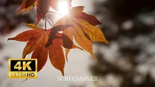 Nature Photography: Wallpaper Slideshow/Screensaver In 4K Ultra HD | Relaxing Nature Sound