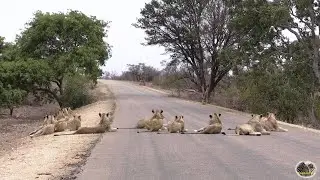 UNEDITED Largest Lion Pride Ever - RAW FOOTAGE