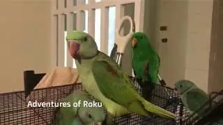 Cute Baby Parrots