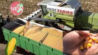Start la recoltat de porumb/Secretul densitatii #agro #vlog #johndeere #dailyvlog @IPSOAgriculturaUtilajeAgricole