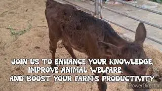 Unlock the Secrets of Ruminant Animal Production with TECH-VOC Training.