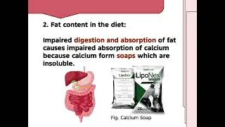 Minerals in Animal Nutrition (DVM 3 CALDITO)