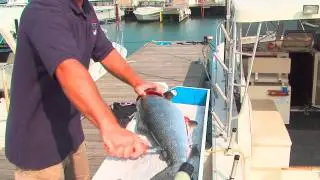 Lake Michigan Fishing with Nicky Boy Charters