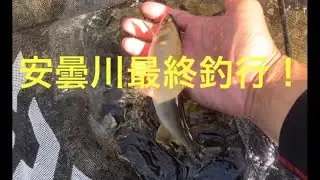 安曇川最終釣行！チビ鮎との激闘