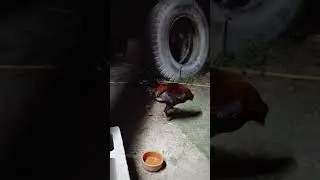 sweater in action waiting exam #enjoy #chicken #farm #backyard #asmr #shortvideo #youtubeshorts