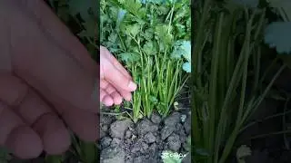Picking Fresh Vegetables From Garden #homegrown #organicfood #homegarden