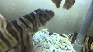 Heterodontus zebra