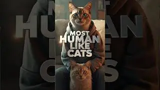 Ranking The Most Human Like Cats🐱