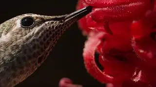 Male Hummingbirds Fight for Nectar | BBC Earth