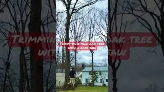 Trimming a tall oak tree with a rope saw #treework #trees #landscaping #diy #homesteading