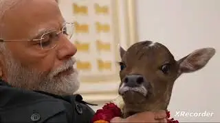 PM Modi's Love for Cow