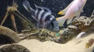 Cichlid Fish Strange Behaviour || Aquarium Fishes || RIGHT 2 LEFT