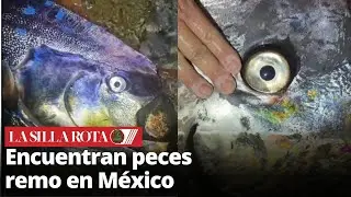 Hallan peces remo en Baja California y ocurre sismo en Rusia