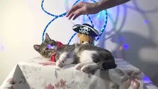 This Little Cat Wears a Red Bow