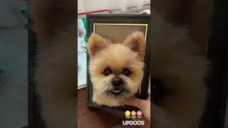 From 2D Photo to 3D Art🐾 Custom Pet Portraits