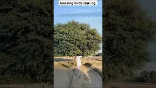 Amazing birds starling wow #farming #hunting #starling #wow #birds #amazing
