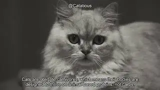Is it Safe for a Cat to Eat Bread? What Every Cat Owner Needs to Know!