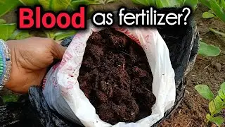 I added BLOOD to my soil. Using blood to boost plant growth