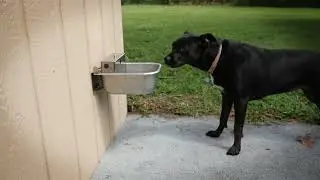 Rust Proof Stainless Steel Outdoor Automatic Dog Waterer Bowl Dispenser (2024)