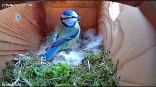 Sylvie and Loki: Live Blue Tit Bird Box, Day 30, Day 9 Brooding