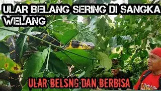 Ular belang banyak berkeliaran di hutan kopi banyak sekali 