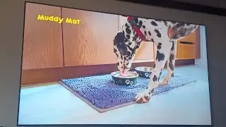 Muddy Mat🐾 2025 Commercial - Absorbent