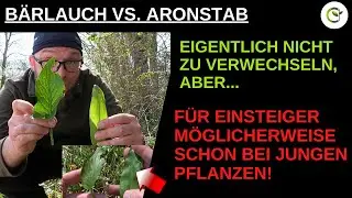 Giftigen Aronstab mit B&auml;rlauch verwechseln? - Mit ein wenig Wissen eigentlich unm&ouml;glich!
