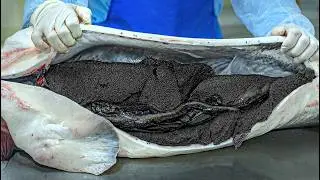 Luxury Caviar Process &ndash; Sturgeon Farming & Harvesting in Detail