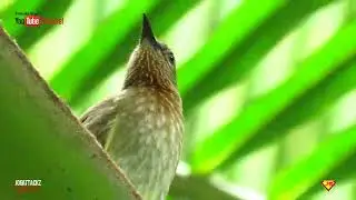 PHILIPPINE BULBUL CALL