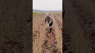 cool techniques for soybean harvesting farmers #shorts