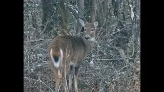 Doe a Deer, a Female Deer - DWARF II - Cloudy Rooster Inn Observatory - Happy New Year 2024
