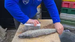Ostsee-Zander Entschuppen & Ausnehmen mit Fischsommelier Andr&eacute; Domke...