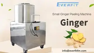Small Ginger Peeling Machine：Suitable for use in restaurants, hotels and other enterprises