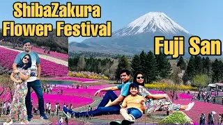 Fuji Shibazakura Festival 2022 in Japan I Mt.Fuji Awesome View I 4K I 富士山 I芝桜 I富士芝桜まつりI Mount Fuji