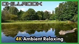 1h 4K Screensaver Relaxing Video with Ambient Nature Sounds | Ducks & Nutria | Chillrock #5