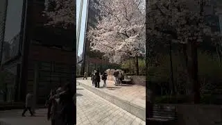 In the heart of Seoul Kyobo Bookstore. #Seoul #KyoboBookstore #CherryBlossom #SpringVibes #Shorts