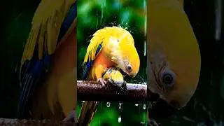 ಜೀವಿ ಬೇರೆ..ಜೀವ ಒಂದೇ 👣💕#ಕನ್ನಡ #kannadashorts #birds #animals #music