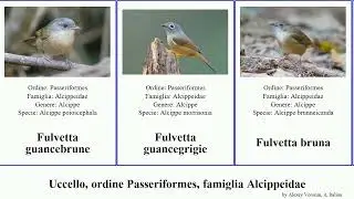 Uccello, ordine Passeriformes, famiglia Alcippeidae fulvetta del bird montana bruna variegata