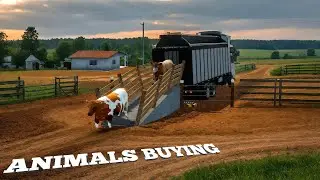 Buying Animals Farming simulator Brazil Transport My Farm 