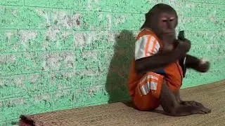 Cutis and the baby monkey go looking for the goat #cutis #cutismonkey #cutisASRM