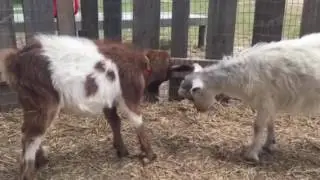 Goats Head to Head Fight